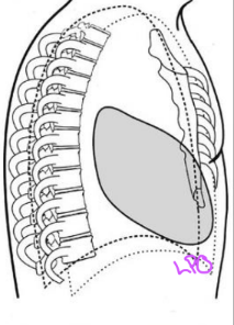 <p>LPO</p>