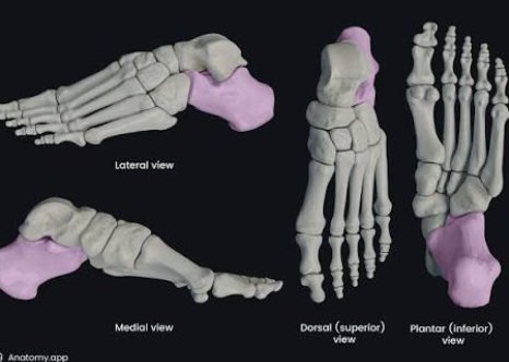 <p>Which bone is this?</p>