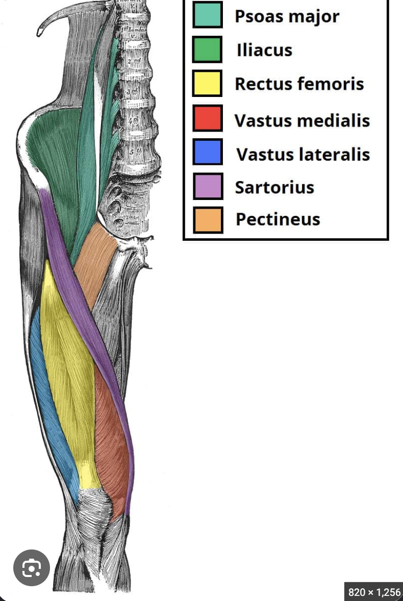 <p>a superficial muscle in the middle of the front of the thigh</p><ul><li><p>Yellow muscle anteriorly of the thigh</p></li></ul><p></p>