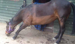 <p>Name some things which could be happening in this horse</p>
