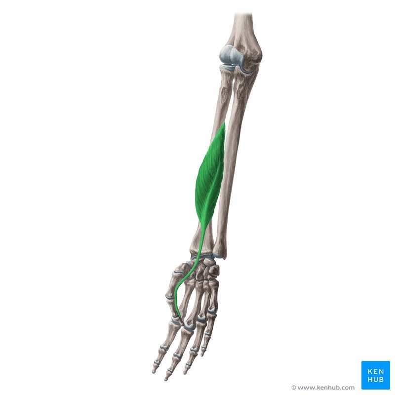 <p><span>A deep forearm muscle that serves as the primary flexor of the thumb's interphalangeal joint</span></p>
