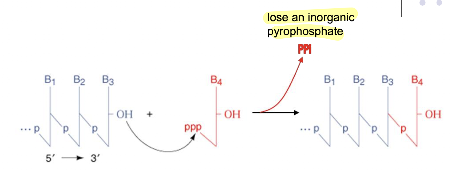 <p>The nucleotide on the 3’ end of the nucleic acid will have an OH group, which donates its lone pair to an adjacent connecting NTP. This causes the NTP to lose 2 phosphates to become an NTP residue, forming a phosphodiester bond that ensures the 3’ end always has a free OH.</p>