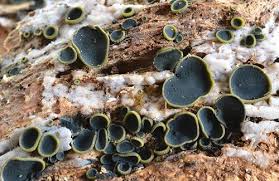 <p>Phylum Ascomycota: Reproduction, cellularity, fruiting body structure, relevant details </p>