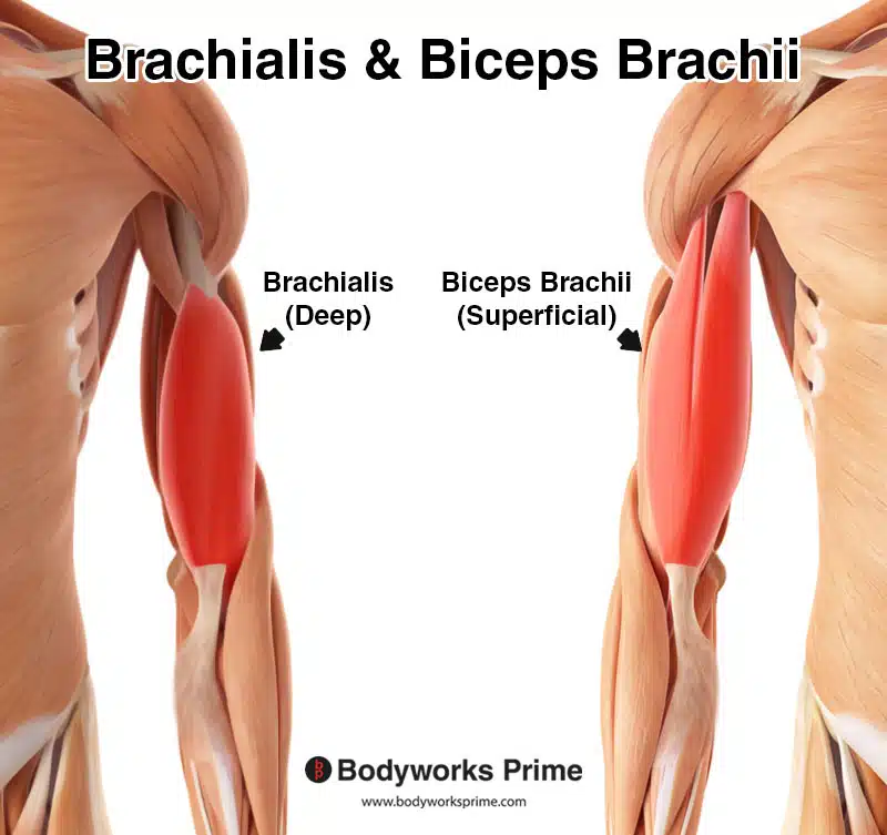 <p>Biceps brachii* **(Muscles of the anterior arm - forearm movement 1 of 3):</p><p>What is OIAS<span style="color: rgb(233, 3, 3);">A</span>?</p>