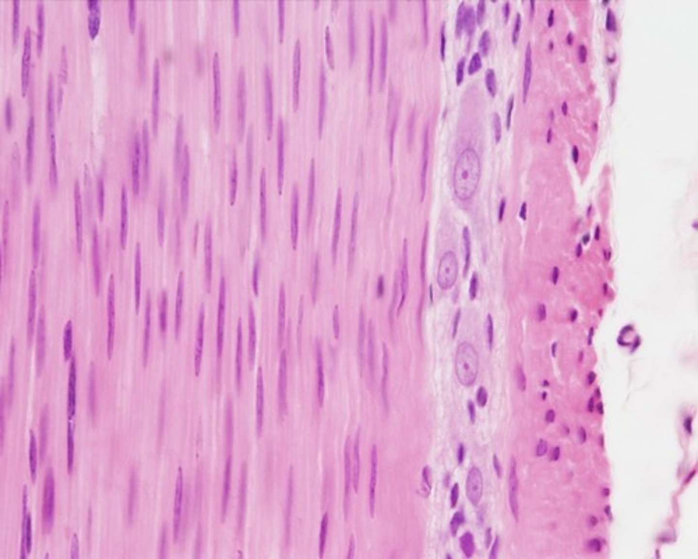 <p>type of tissue?</p>