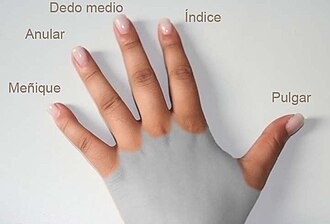 <p>dedo de la mano</p>