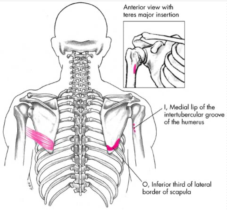 <p>Extension</p><p>Internal Rotation</p><p>Adduction </p><p>O - Dorsal surface of inferior angle of scapula </p><p>I - Crest of the lesser tubercle of humerus (bicipital groove) </p>
