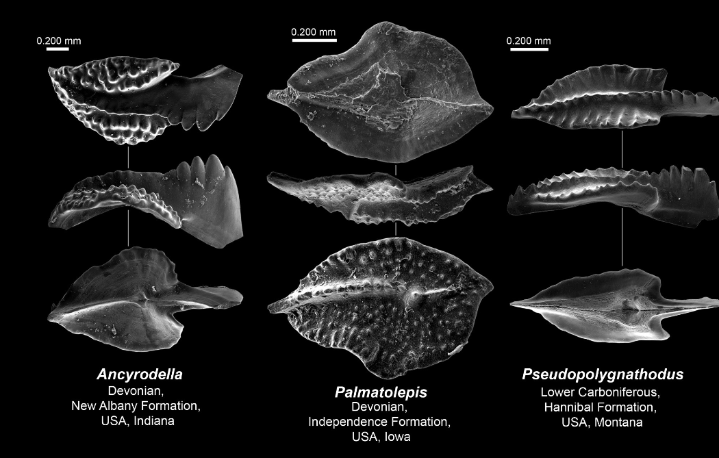 <p>what is this?</p>