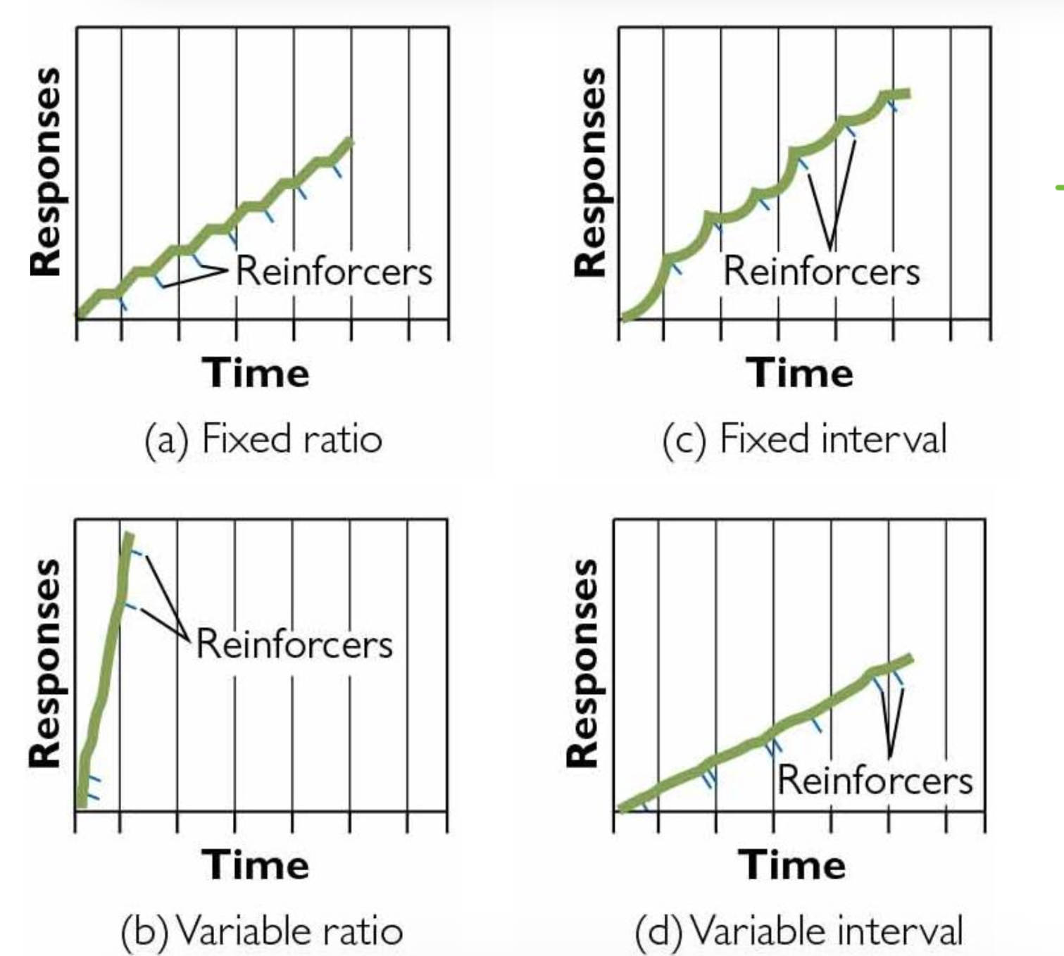 <ul><li><p>fixed: have post reinforcement pause</p><ul><li><p>steady response rate (do it until get reward, THEN STOP</p></li></ul></li><li><p>variable: steady response rate (highest for VR)</p><ul><li><p>any response can get rewarded</p></li></ul></li></ul><p></p>