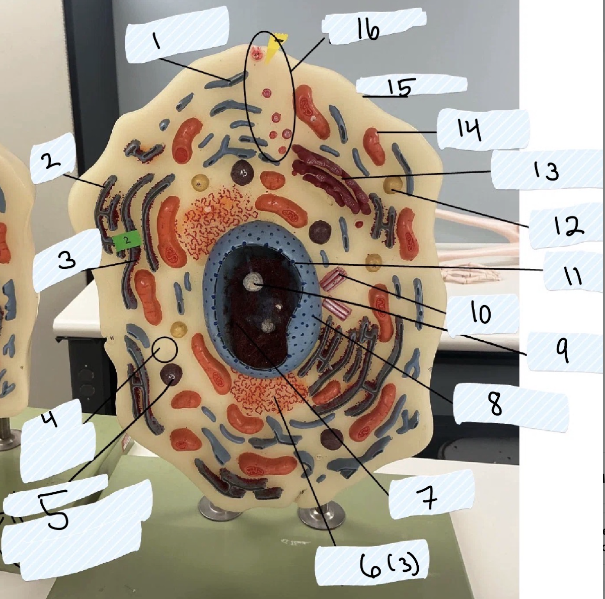 <p>What is 15 pointing at? </p>