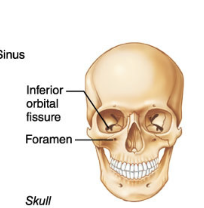 <p>Narrow, slitlike opening</p>