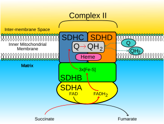 <ul><li><p><span style="background-color: transparent;">Removes electrons from FADH<sub>2</sub></span></p></li><li><p><span style="background-color: transparent;">Only enzyme that is involved in both the Krebs cycle and the electron transport chain</span></p><ul><li><p><span style="background-color: transparent;">Peripheral protein that can associate with ubiquinone</span></p></li></ul></li><li><p><span style="background-color: transparent;">Oxidize FADH<sub>2</sub> to FAD<sup>+</sup></span></p></li><li><p><span style="background-color: transparent;">No direct pumping of protons here (not a integral protein)’</span></p><ul><li><p><span style="background-color: transparent;">Contributes to FADH<sub>2</sub> generating less ATP than NADH</span></p></li></ul></li></ul><p></p>