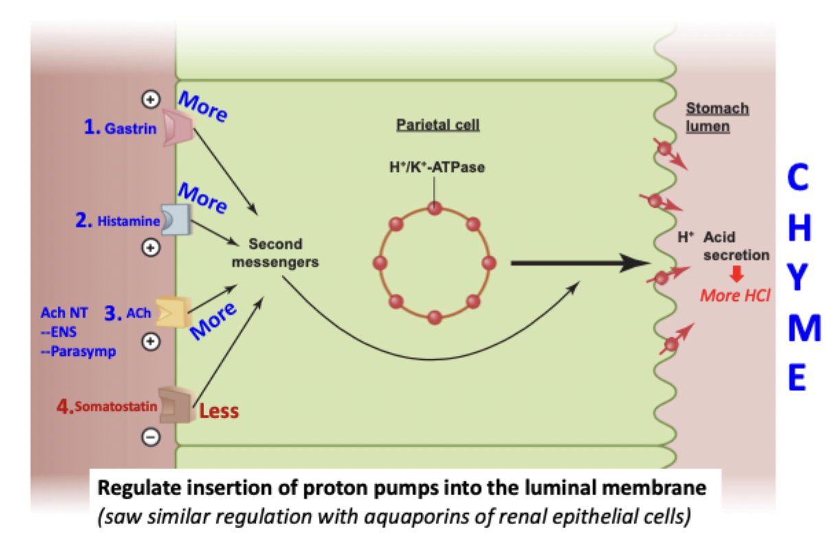 <p>Somatostatin - inhibits the second messenger cascade that fuses vesicle to apical membrane</p>