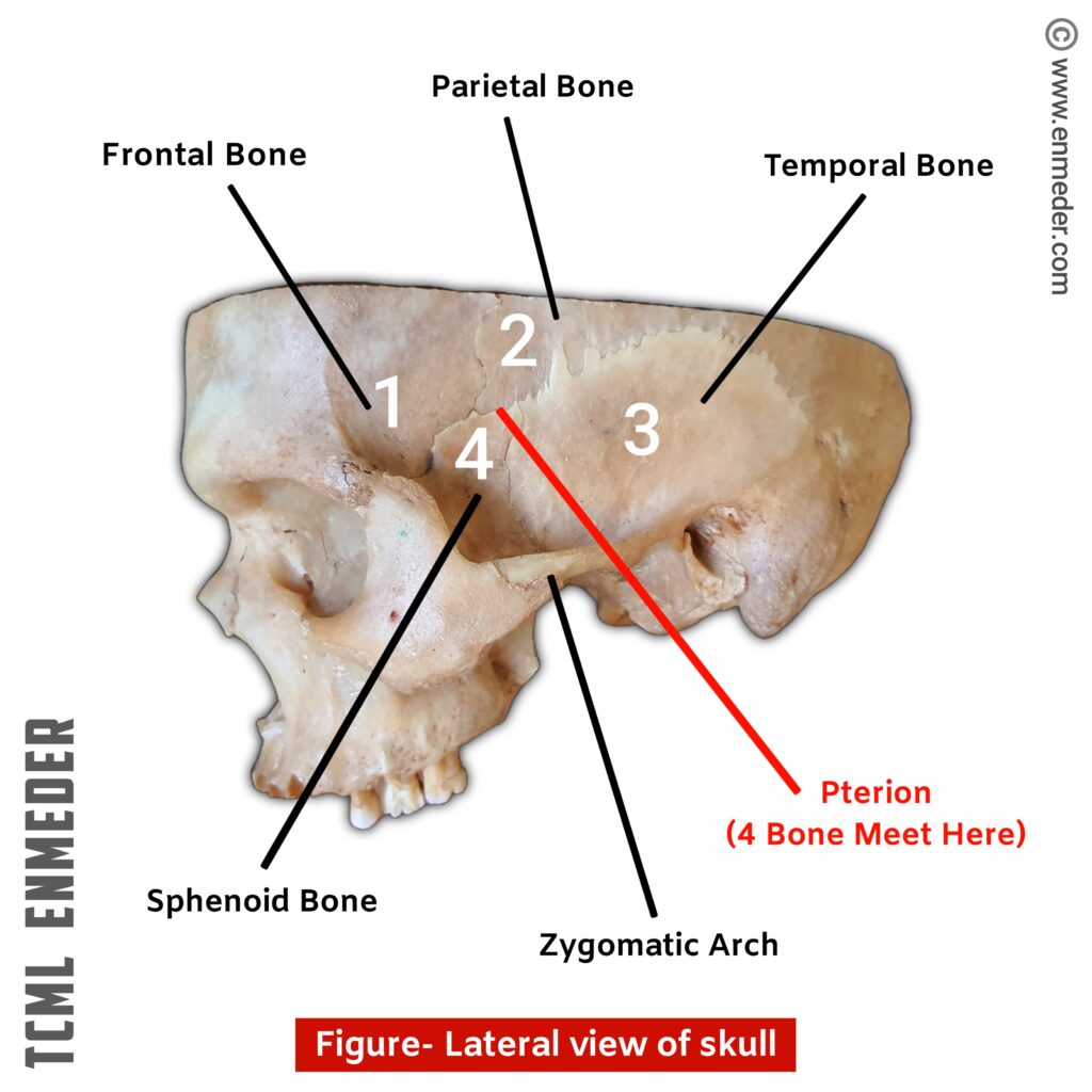 <p>posterior surface of frontal process of the zygomatic bone and the zygomatic process of the frontal bone</p>