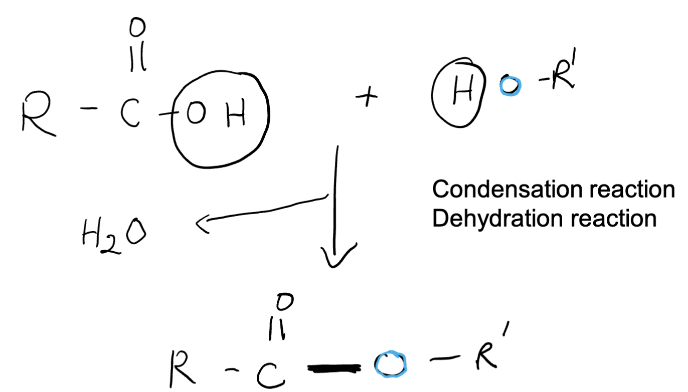 <p>A hydroxyl group is removed from a carboxylic acid group and a hydrogen is removed from a hydroxyl group in a dehydration reaction, precipitating a water molecule. The acyl group formed from the carboxylic acid attaches to the oxygen from the hydroxyl group, forming an ester linkage (C-O) to create an ester functional group</p>