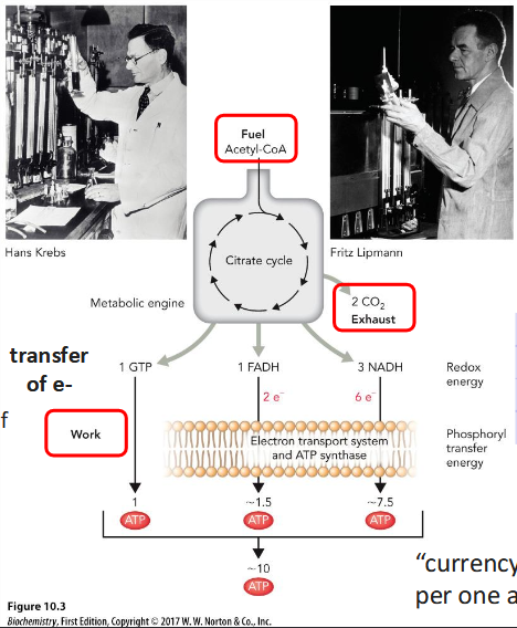 <p>Each “turn” of citrate cycle produces 4 pairs of e- (8 e-)</p>