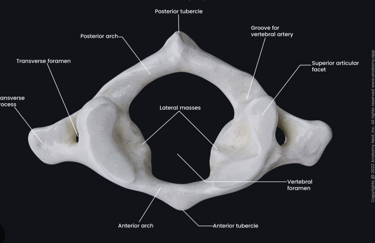 <p>The Atlas (C1)</p>