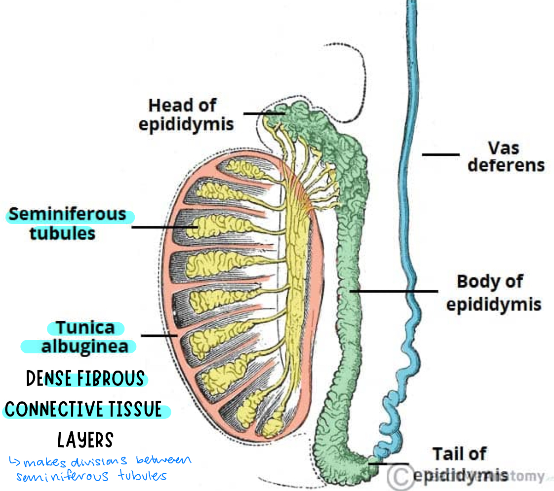 <p>leydig cells produce testosterone</p><ul><li><p>seminiferous tubules: tightly coiled, microscopic tubes located within the testes responsible for producing, maintaining, and storing sperm, along with secreting testosterone</p></li><li><p>tunica albuginea: dense fibrous connective tissue layers that makes divisions between seminiferous tubules</p></li></ul><p></p>