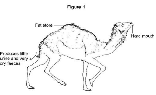 <ul><li><p><strong>Figure 1</strong> shows a type of camel called a dromedary (<em>Camelus dromedarius</em>). </p></li><li><p>The dromedary lives in hot, dry deserts.</p></li><li><p>One adaptation of the dromedary is ‘temperature tolerance’. </p></li><li><p>This means that the animal’s body temperature can rise by up to 6 °C before it starts to sweat. </p></li><li><p>Three more adaptations of the dromedary are given in <strong>Figure 1</strong>. </p><ul><li><p>Fat store</p></li><li><p>Hard mouth</p></li><li><p>Produces little urine and dry faeces</p></li></ul></li></ul><p>Give a reason why each adaptation helps the animal survive in the desert. [3 marks]</p>