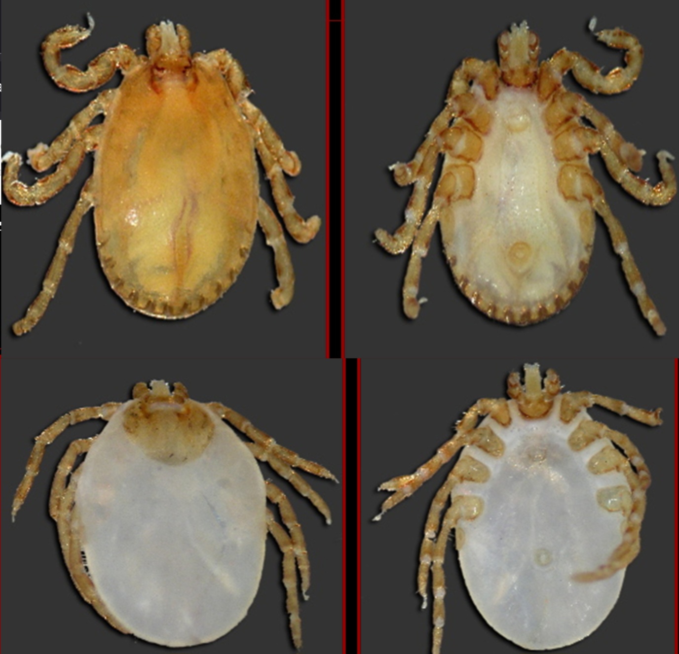 <p>What tick is this?</p>