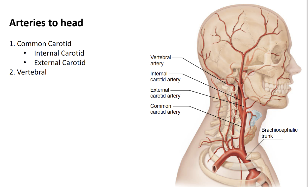 <p>Internal Carotid = for the brain</p><p>External Carotid = for the face and neck</p><p>Vertebral = Goes through the cervical holes and up to the head</p>
