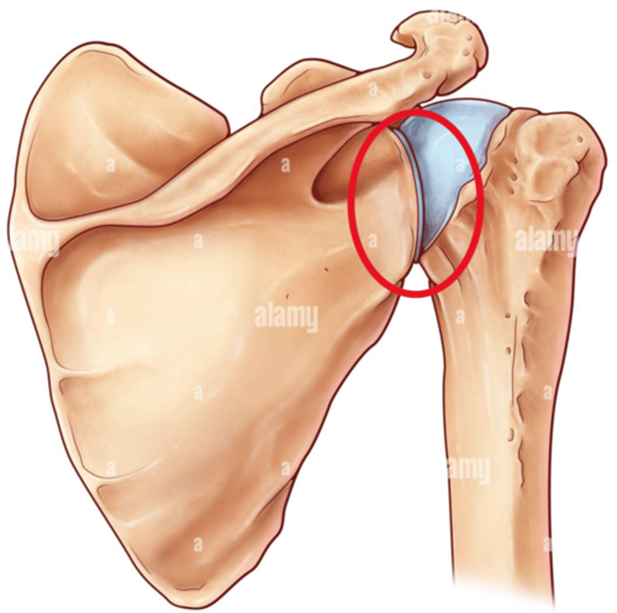 <p>in the same area of the Glenoid fossa</p>