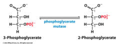 <p>- involves an internal group transfer (not a simple isomerization) mediated by a phosphorylated active-site histidine residue and a transient 2,3-bisphosphoglycerate (2,3-BPG) intermediate</p><p>- Classified as Near-equilibrium (E)</p>