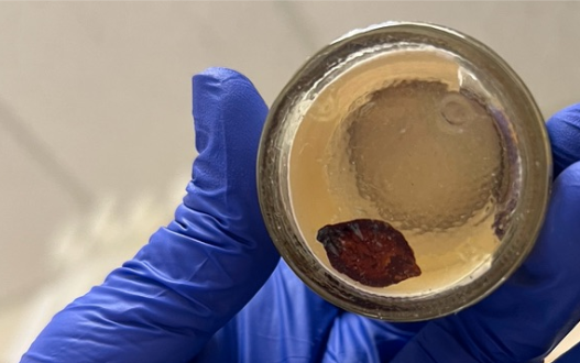 <p>What is this? Class and Phylum?</p>