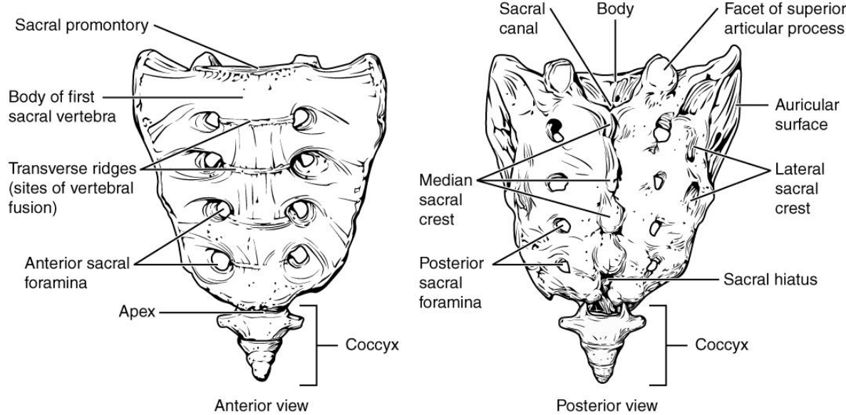 <p>Coccyx </p><p>Fused Vertebrae (4) </p>