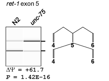 <p><em>C. elegans</em> RNA binding protein UNC-75 is responsible for splicing of neuronal transcripts</p><ul><li><p>N2: Wt worms</p></li><li><p><em>unc-75</em>: worms w/ lof mutation</p></li><li><p><em>ret-1 </em>is a transcript found in neurons. PCR primers span the indicated exons and introns</p></li><li><p>from the data, we  can say that UNC-75 protein is binding to an exonic/intronic splicing silencer</p></li></ul><p></p>