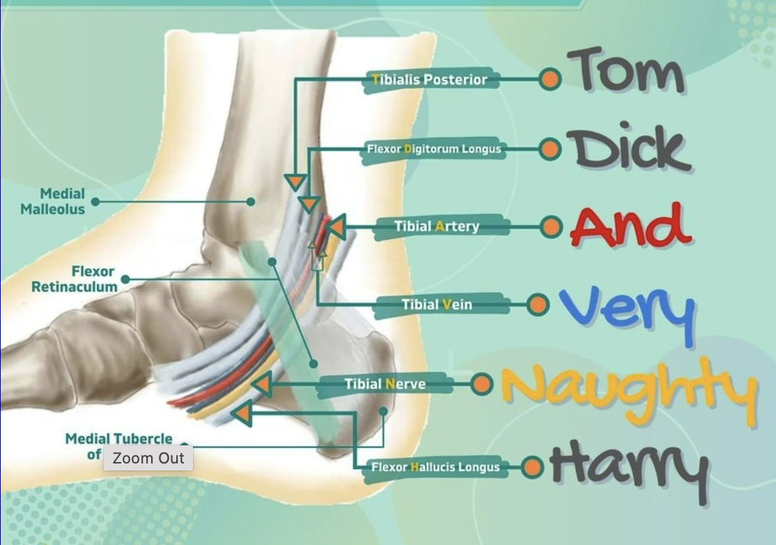 <p>What is Tarsal tunnel syndrome? How can we treat it and what muscles are affected?</p>