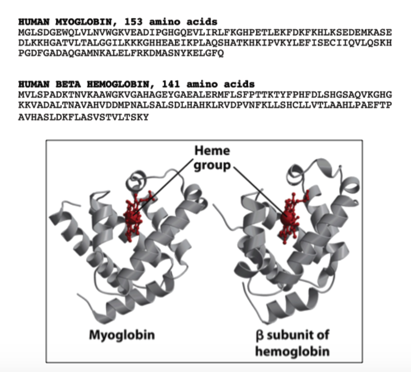<p>The figure shows the amino acid sequences and folded structures of <strong>human myoglobin</strong> and the <strong>β subunit of human hemoglobin</strong>. Although the two proteins have different sequence lengths and many different amino acids, both contain a similarly positioned <strong>heme group</strong> within a mostly α-helical fold. Which conclusion is best supported by the figure?<br><br>a. Myoglobin and β hemoglobin must have identical oxygen-binding affinities because both contain heme.</p><p>b. Myoglobin and β hemoglobin likely evolved from a common ancestral globin protein, because they preserve a similar tertiary fold and heme-binding architecture despite substantial differences in primary sequence.</p><p>c. Myoglobin and β hemoglobin have unrelated functions because their amino acid sequences are too different to produce similar protein folds.</p><p>d. The β subunit of hemoglobin binds oxygen independently in the same way as myoglobin, so hemoglobin cannot display cooperative oxygen binding.</p><p>e. Myoglobin and β hemoglobin have similar primary structures because both sequences contain the same number of amino acids and identical residues around the heme group.</p>