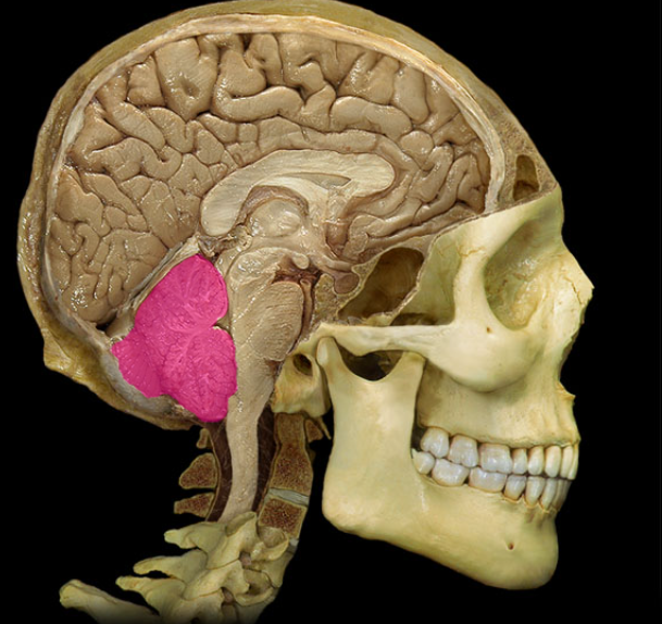 <p>What is the cerebellum dorsal and inferior to</p>