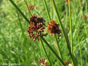 <p>Juncaceae (Commelinidy)</p><p>sítina rozkladitá - Juncus effusus</p><ul><li><p>koukat na bobíky</p></li></ul><p></p>