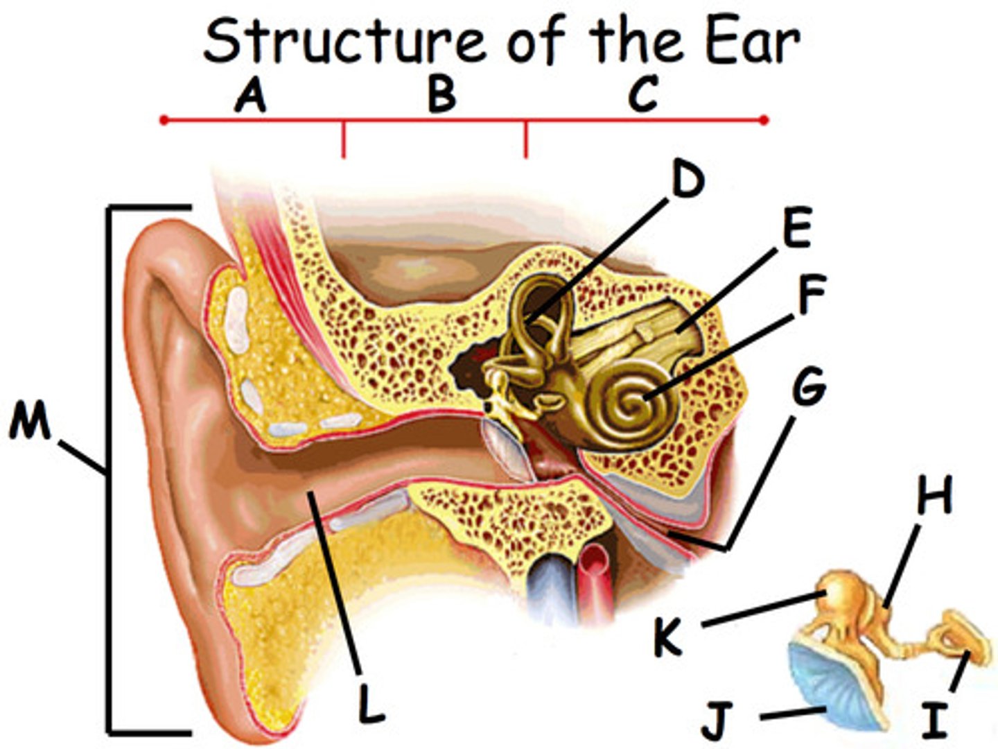 <p>Name part G of the middle ear.</p>