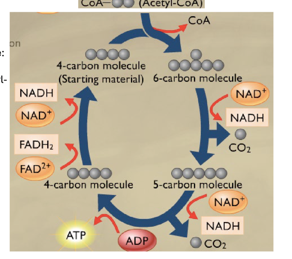 <p>• Net yields for every one cycle:</p><p>• 4 NADH</p><p>• 1 from Pyruvate to Acetyl-</p><p>CoA</p><p>• 3 from TCA cycle</p><p>• 1 FADH 2</p><p>• 2 CO 2</p><p>• 1 GTP (ATP)</p><p>Acetyl − CoA + 3NAD+ + FAD + GDP + Pi + 2H2O → 2CO2 + CoA − SH + 3NADH + 3H+ + FADH2 + GTP</p>