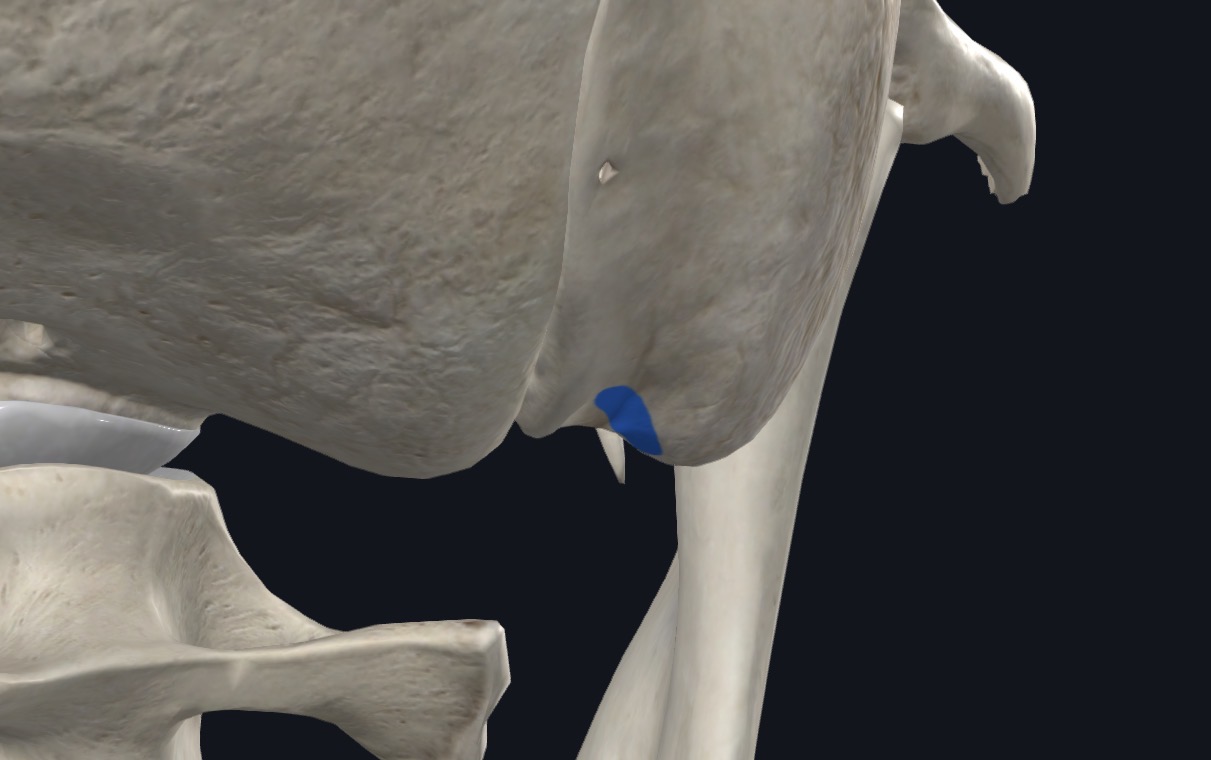 <p>Mastoid process</p>