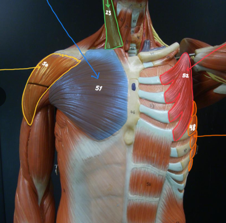 <p>Name the structure outlined in GREEN / 23</p>