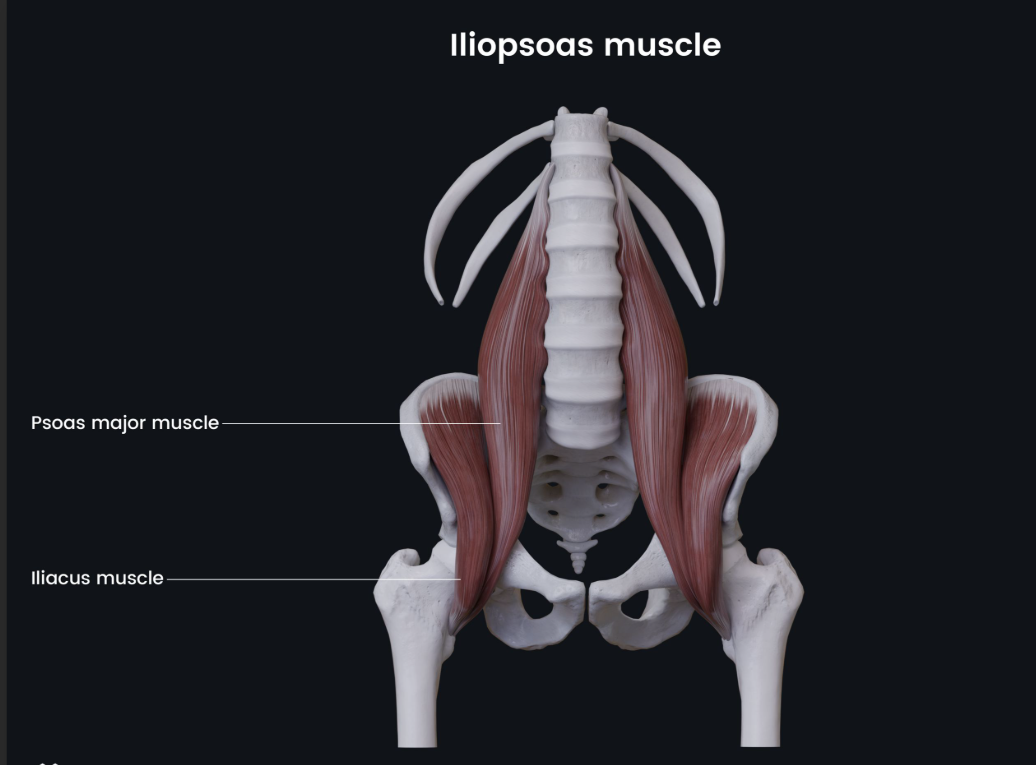 <p>Iliopsoas (anterior hip) insertion</p>