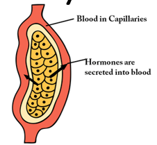 <ul><li><p>Ductless - Internal Secretion</p></li><li><p>Hormones act only on target cells with receptors for them</p></li><li><p>Connective tissue framework</p></li></ul><p></p>
