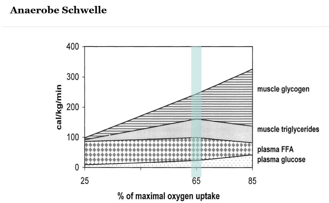 <p>Das Muskel Glycogen</p>