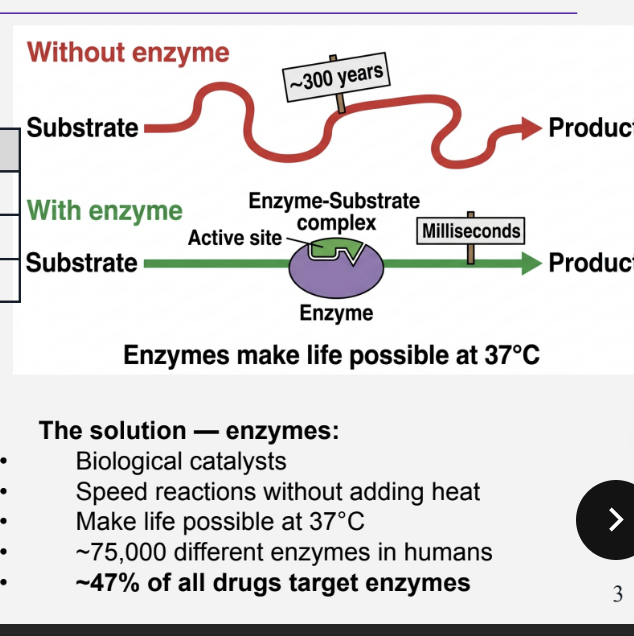 <ul><li><p>a protein that speeds up a specific chemical reaction without being consumed</p></li></ul><p><strong>Key features :</strong></p><ul><li><p>made of proteins ( amino acids in 3d shape) </p></li><li><p>active site ( special pocket where reaction happens ) </p></li><li><p>specificity ( each enzyme only catalyses one type of  reaction )</p></li><li><p>not consumed ( used over , over ) </p></li></ul><p></p>