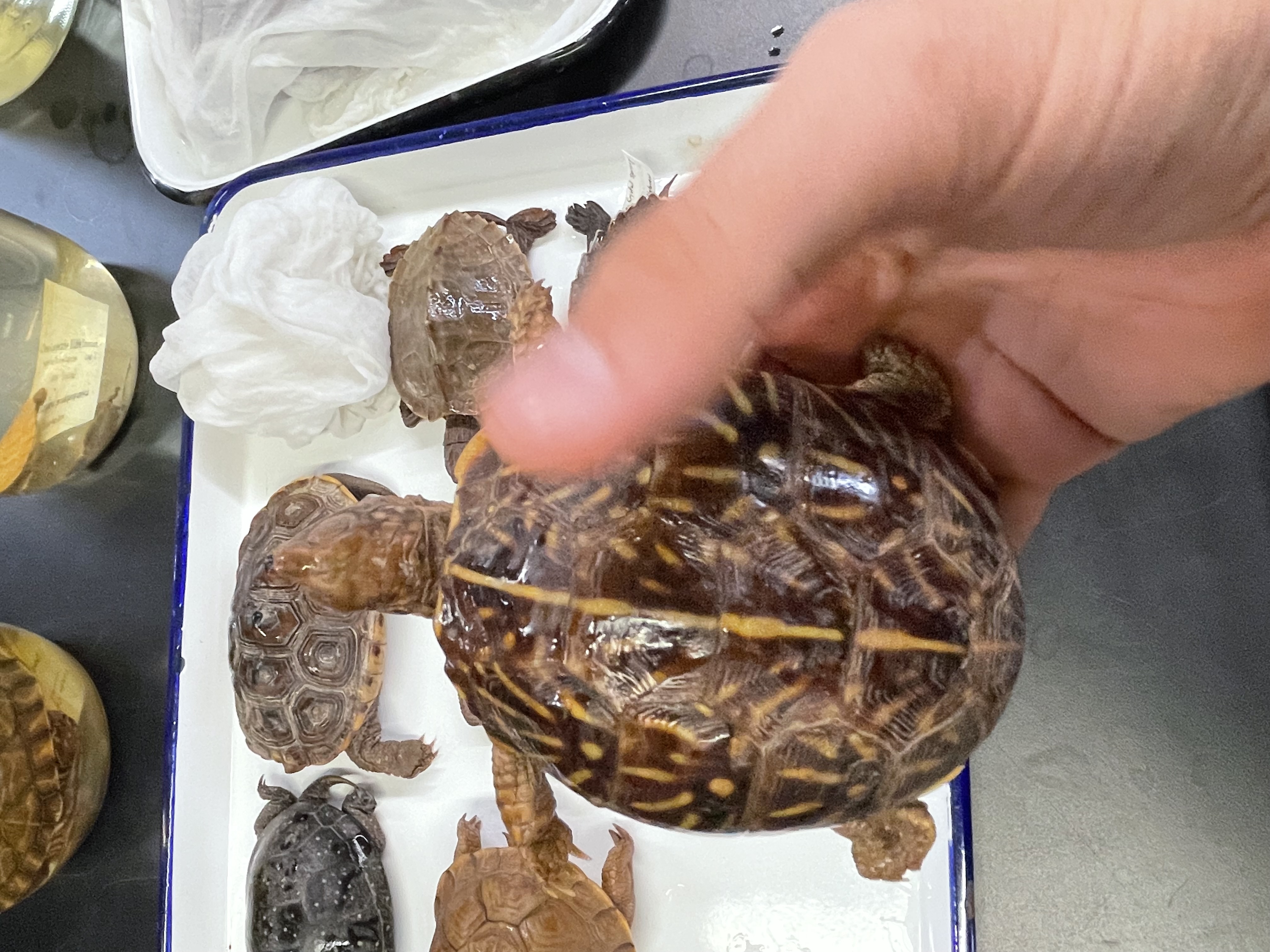 <p>Genus and species</p>