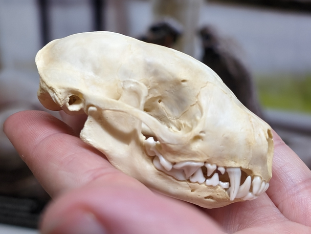 <p>Feet: plantigrade, 5-5, pacer/waddler gait.</p><p>Teeth: 3/3, 1/1<strong>, 3/3, 1/2</strong>. <strong>Carnassial pair</strong>. Upper molar rectangular.</p><p>Skull: <strong>No alisphenoid canal. </strong>Flat auditory bullae.</p><p>Distinct front and back feet, nails won’t register on hind feet or will be closer to pad than the front. May see tail impression.</p>