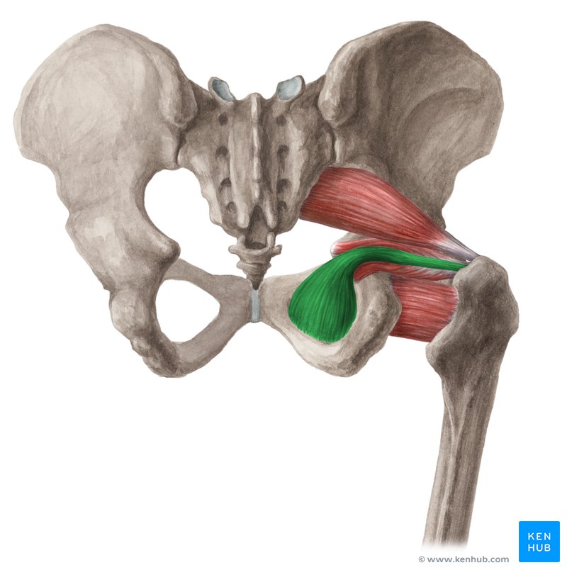 <p>Proximal Attachment (O): Pelvic surface of obturator membrane and surrounding bones</p><p>Distal Attachment (I): Medial surface of greater trochanter (trochanteric fossa) of femur</p><p>Nerve: Nerve to obturator internus (L5, S1)</p><p>Action: Laterally rotate extended hip joint and abduct hip joint when flexed; stabilize hip joint</p>