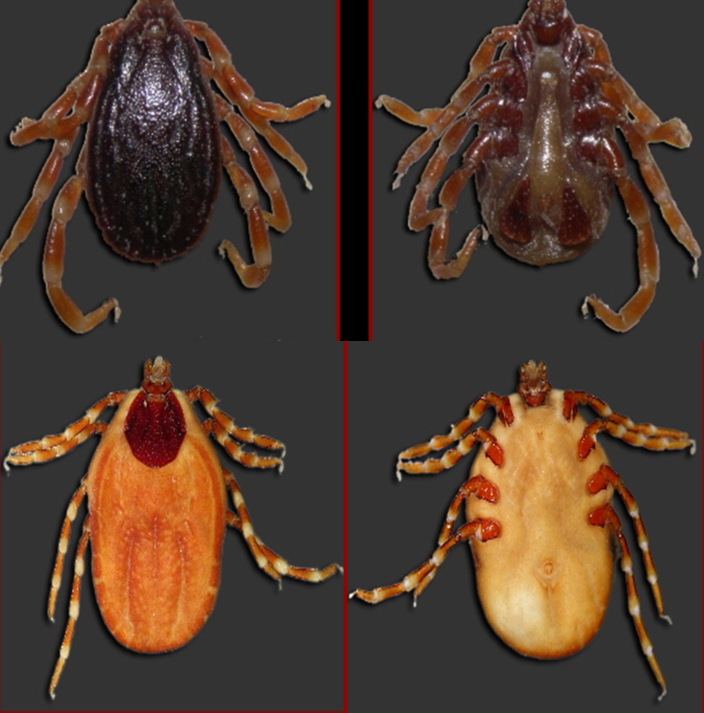<p>What tick is this?</p>