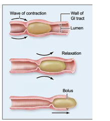 <p>waves of contraction, pushes food further along</p>