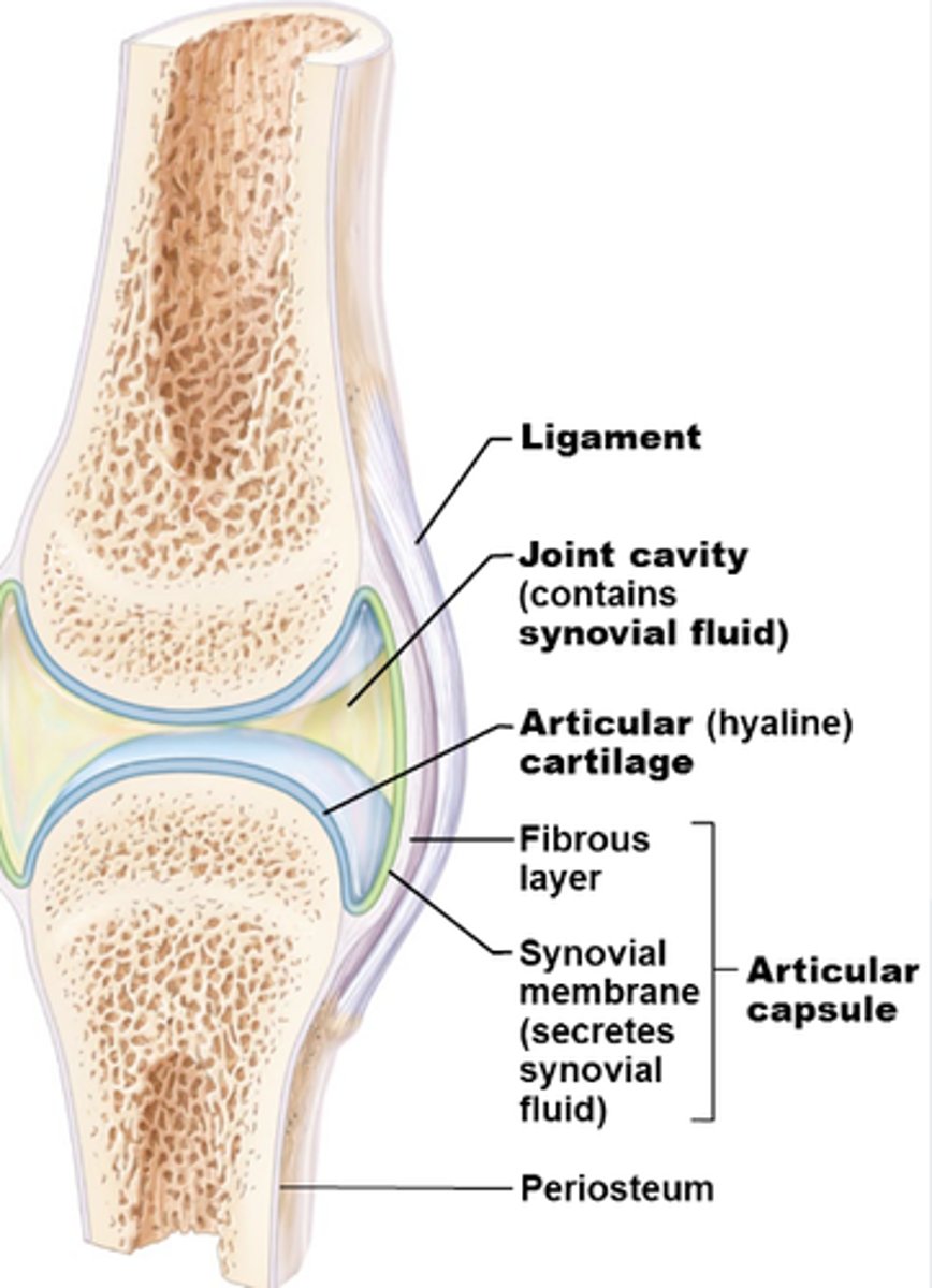 <p>move freely because bones separated and enclosed in joint cavity, cartilage cushions bone</p>
