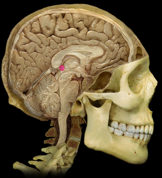 <p>what gland is this</p>