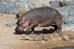 <p>A huge heavy gray animal that likes to stay in the river is a _____.</p>